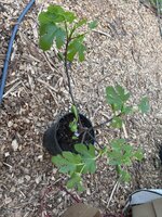 IMG_2159.jpeg