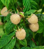 rubus-snowbank-blackberry.webp