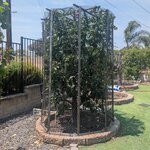 Pluot tree cage.jpg