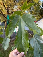 IMG_6980.jpeg