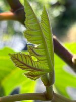IMG_6947.jpeg