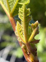 IMG_6946.jpeg