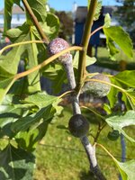 IMG_6945.jpeg