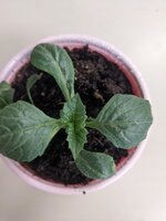 PXL_20260511_131220040.MP.jpg