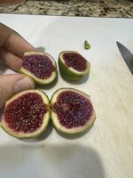 IMG_7166.jpeg