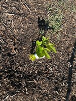 IMG_0761.jpeg