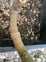 IMG_5623.JPEG IMG_5623.JPEG
