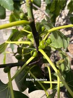 IMG_1070.jpeg