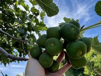 IMG_7983.jpeg