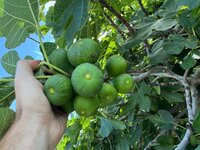IMG_7984.jpeg