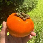 IMG_9312.jpeg