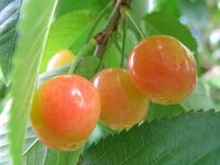 IMG_9310.jpeg