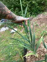IMG_6415.jpeg
