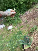 IMG_6414.jpeg