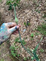 IMG_6413.jpeg