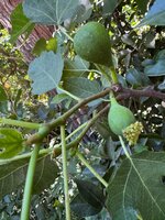 IMG_8017.jpeg