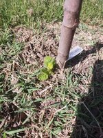IMG_20260519_100039069.jpg
