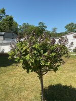 IMG_3006.jpeg