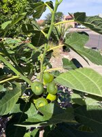 IMG_0781.jpeg