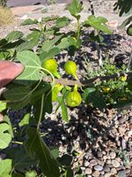 IMG_0779.jpeg