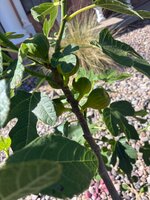IMG_0778.jpeg
