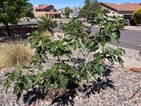 IMG_0718.jpeg