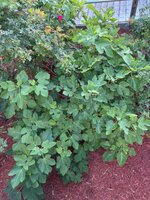IMG_4540.jpeg