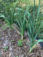 IMG_6916.jpeg