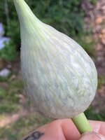 IMG_6905.jpeg