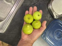 First Caesar Lemon Figs of 2025.JPG