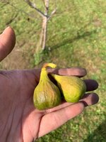 IMG_4819.JPEG