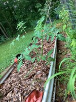 IMG_7158.jpeg