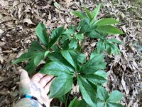 IMG_7123.jpeg