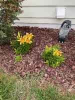 IMG_3029.jpeg