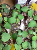 IMG_0129.jpeg