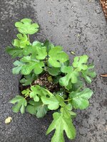 IMG_0154.jpeg