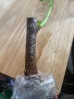 IMG_5884.jpeg