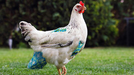 chicken-diaper.jpg