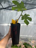 IMG_9514.jpeg