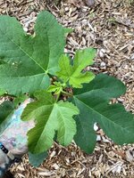 IMG_7552.jpeg