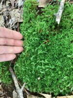 IMG_7516.jpeg