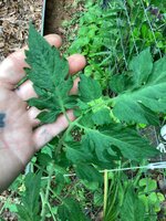 IMG_7496.jpeg