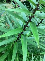 IMG_7472.jpeg