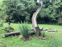 IMG_7463.jpeg