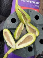 IMG_2305.jpeg