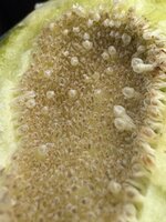 IMG_2307.jpeg