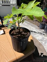 IMG_7456.jpeg