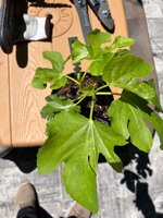 IMG_7457.jpeg