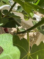 IMG_3047.jpeg