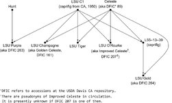 LSU breeding diagram.jpg